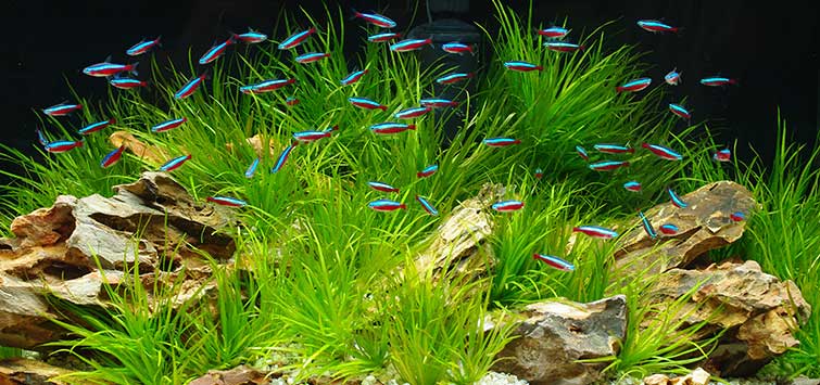 Tips for Single-Species Aquariums