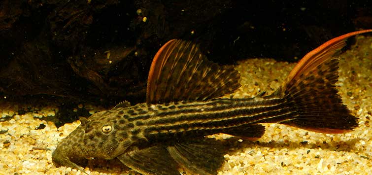 Breeding the Cactus Pleco  Tropical Fish Hobbyist Magazine