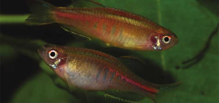 breeding danios
