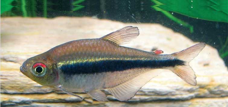 Tetra, Freshwater, Care & Breeding