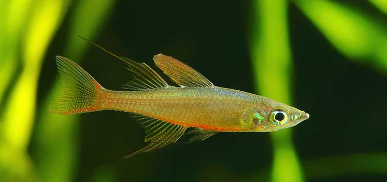breeding rainbow fish