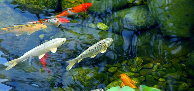 What to feed fish in a pond? Developing a feeding program for your