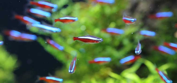 The Cardinal Tetra in Its Natural Habitat