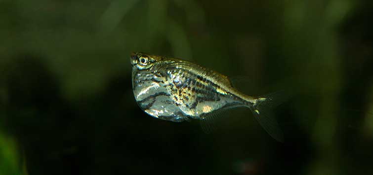 marbled hatchetfish care