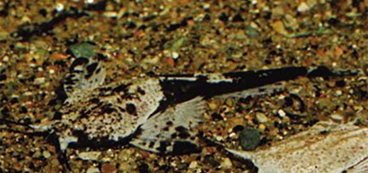Driftwood catfish care online