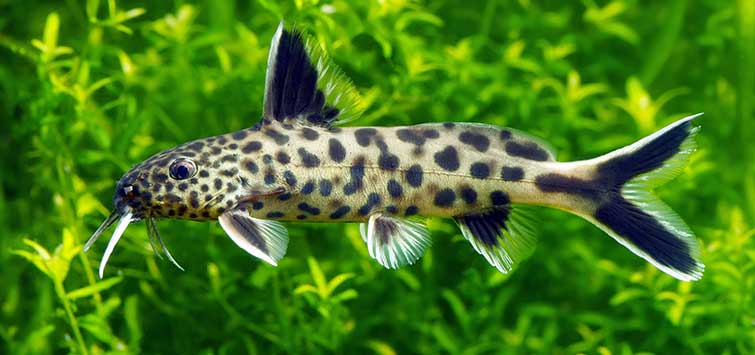 synodontis catfish