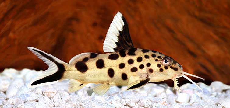 tanganyika fish