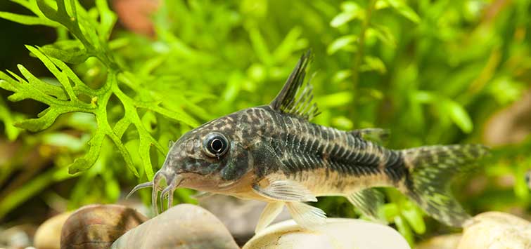 aquarium filter