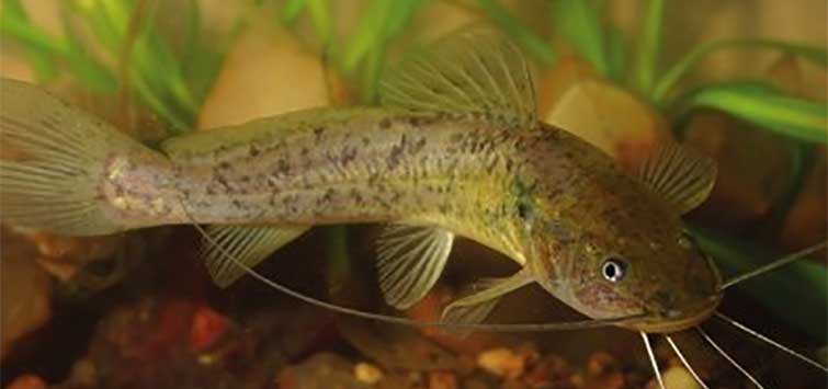 catfish info