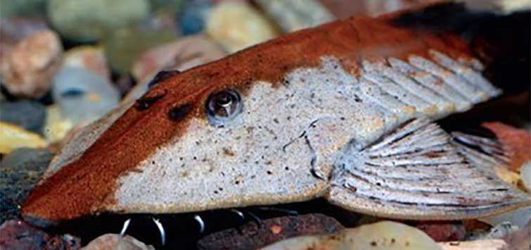 catfish