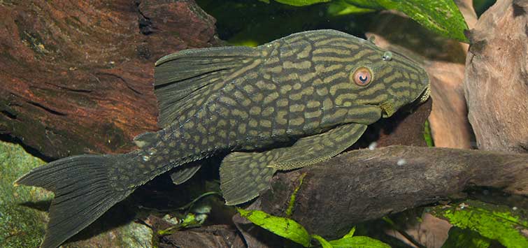 Xylophages and Banjophiles Tropical Fish Hobbyist Magazine