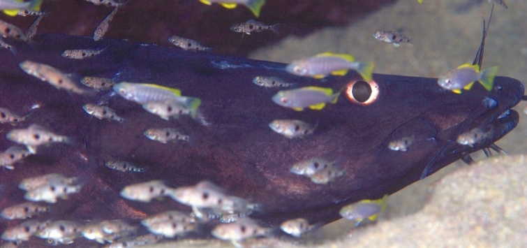 catfish in lake malawi