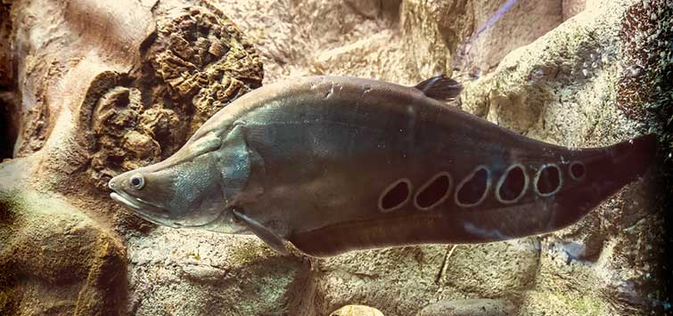 Clown Knife Fish (Chitala chitala) Species | TFH Magazine