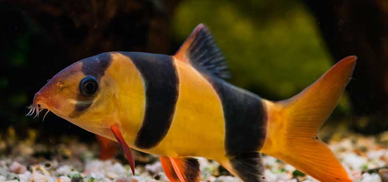 clown loach