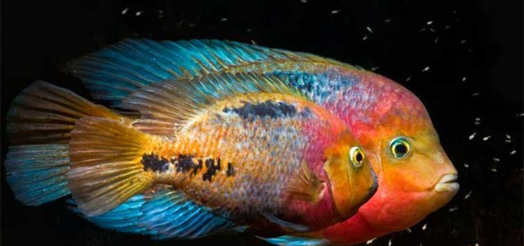 pictures of cichlids
