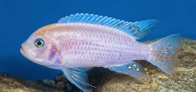 cichlid speciation