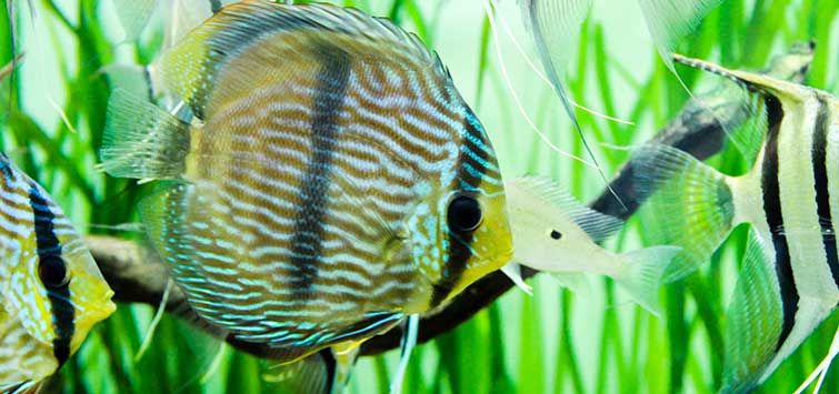 discus species