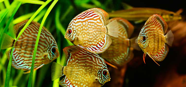 discus fish types