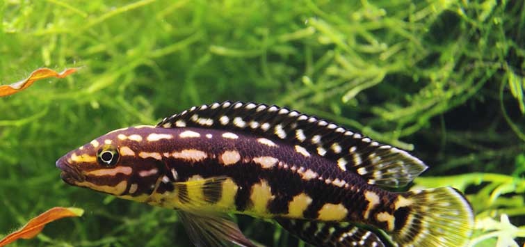 julidochromis marlieri