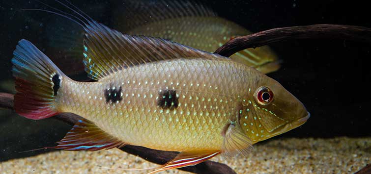 Spawning in the Cichlid Aquarium Tropical Fish Hobbyist Magazine
