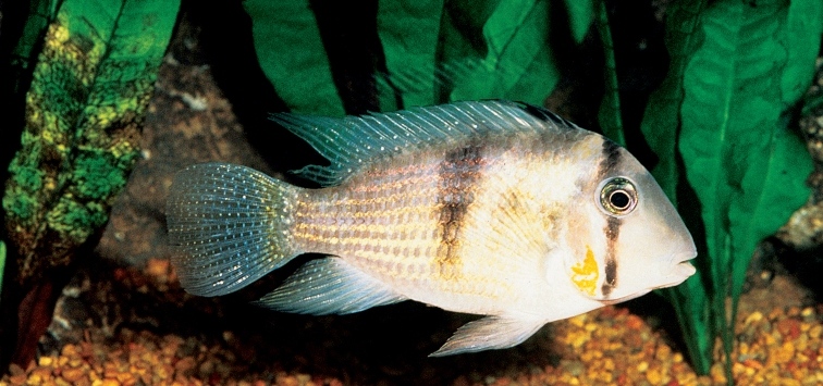 acara fish