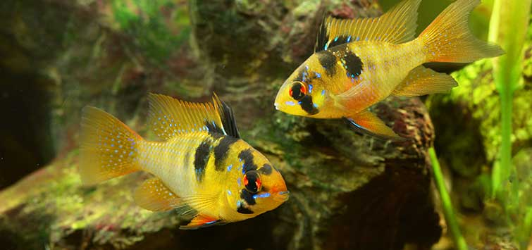 cichlid community tank