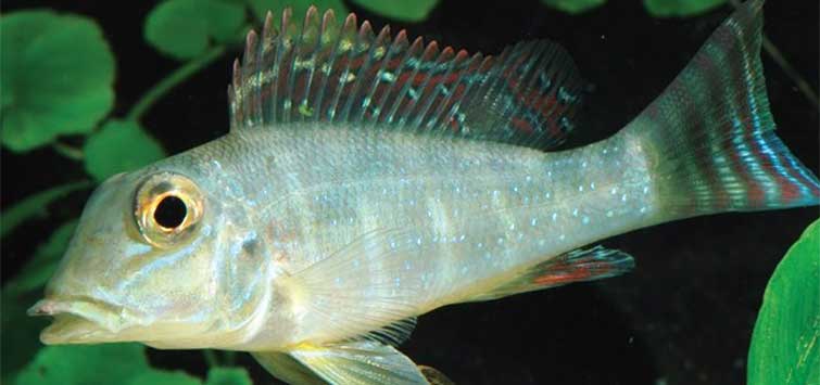 cichlid species