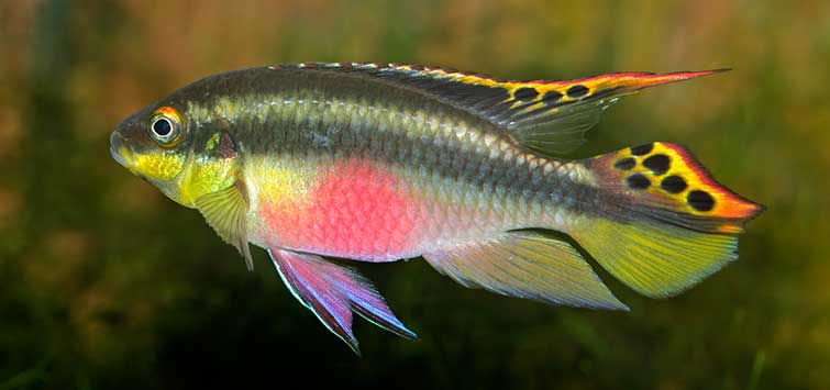 pelvicachromis