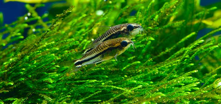 dwarf cory