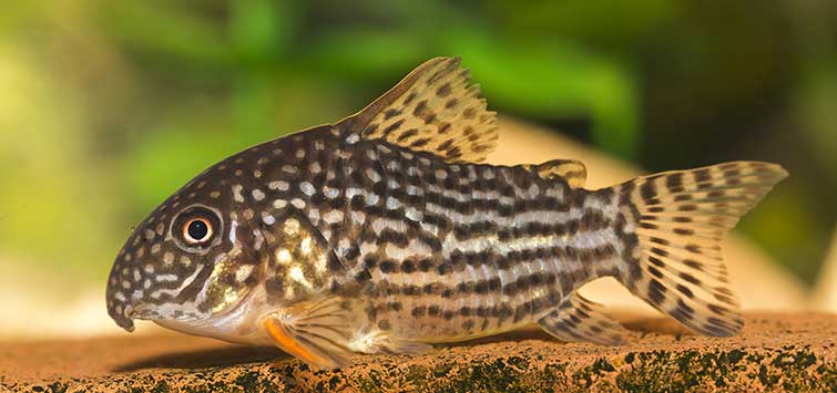 corydoras sterbai