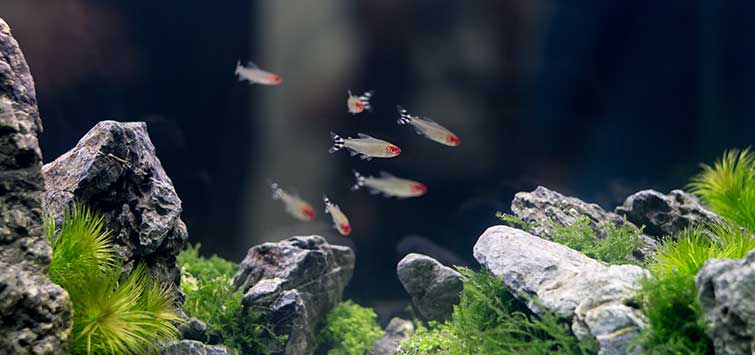 iwagumi