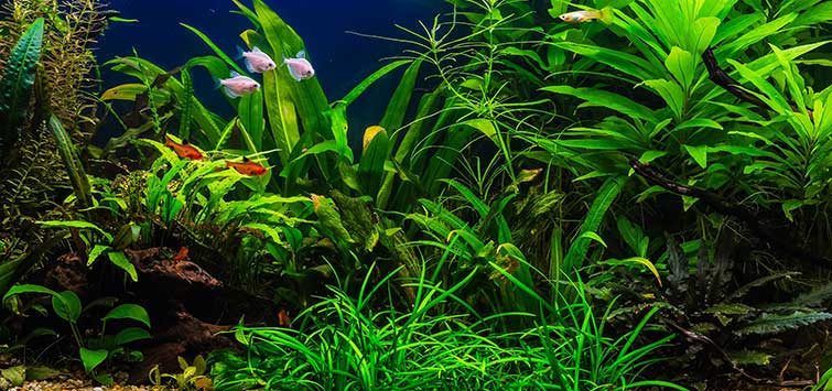 how to plant an aquarium