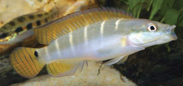 crenicichla compressiceps