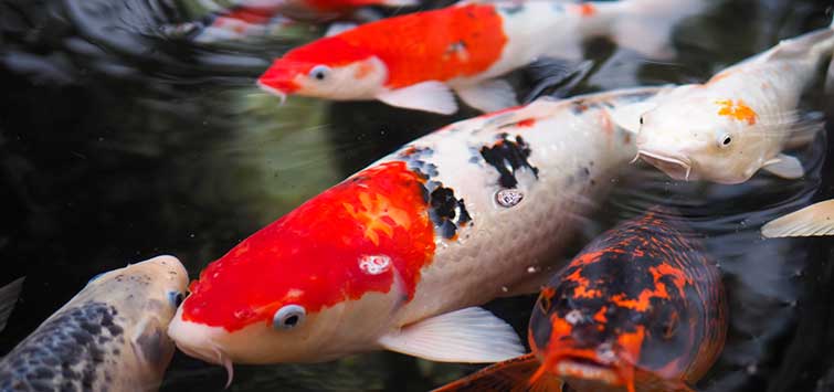 Cyprinus carp store