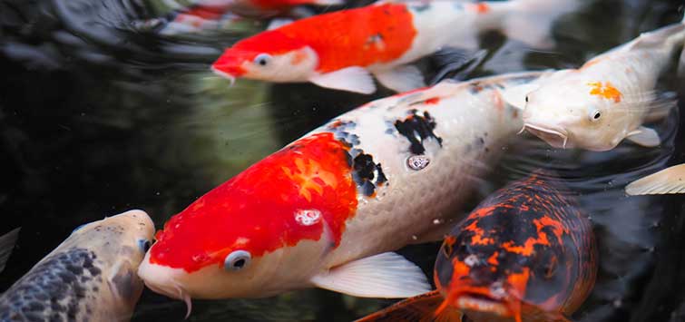 Fish Cannons, Koi Herpes and Other Tools to Combat Invasive Carp