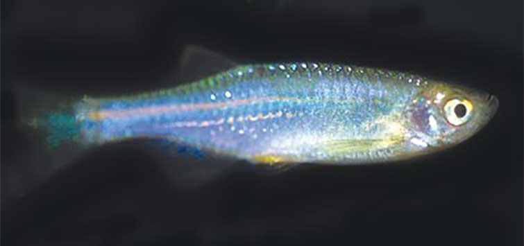 Blue sales danio fish