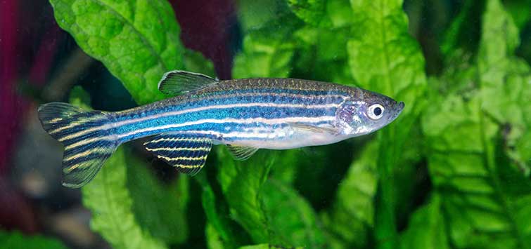 Zebrafish (Danio rerio) Species Tropical Fish Hobbyist Magazine