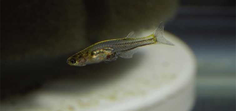 glass fish breeding