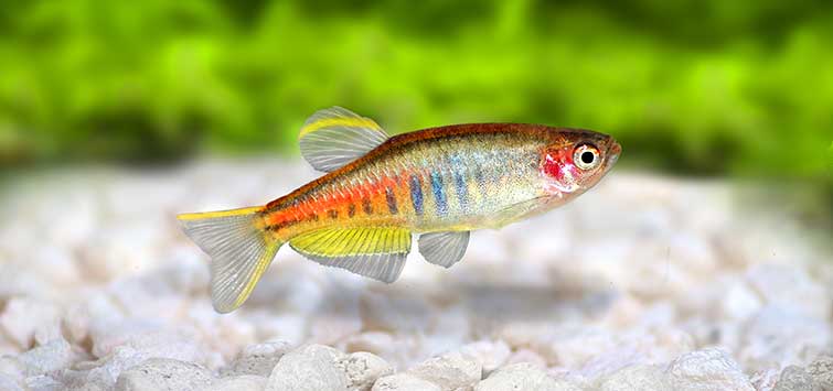 zebra danio