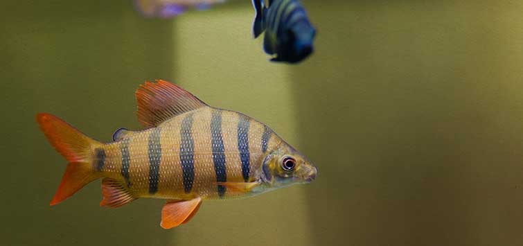 Distichodus lusosso Species | Tropical Fish Hobbyist Magazine