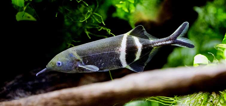 An Electric Fish Sparks Intrigue