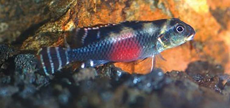 nanochromis transvestitus