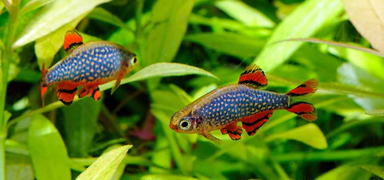 freshwater nano fish