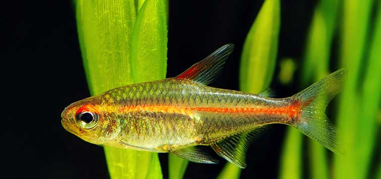 Hyphessobrycon amandae – Ember Tetra — Seriously Fish