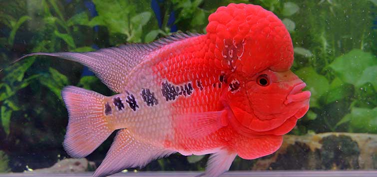 flowerhorn