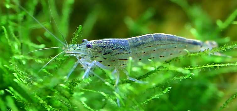 Mini Crustaceans Dwarf Freshwater Shrimps: An Overview | TFH Magazine