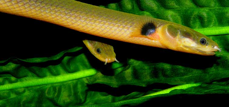 Weird looking clearance freshwater fish