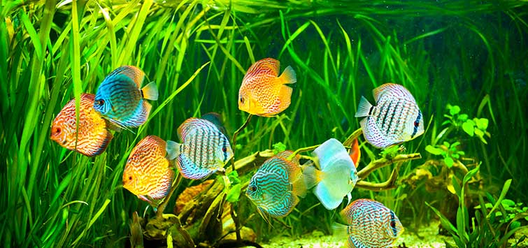Goldfish and tropical fish in sales same tank