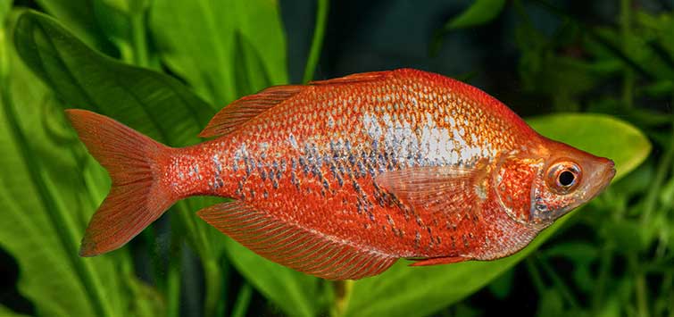red rainbowfish