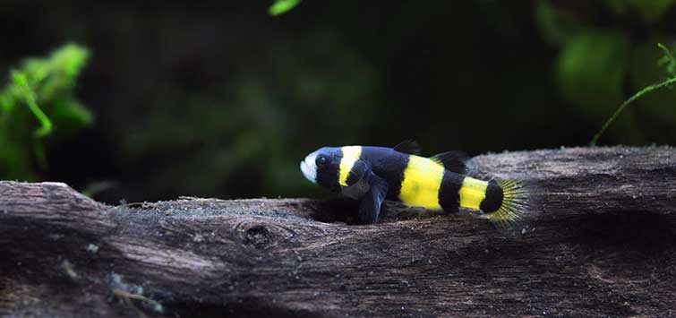 Gobies for Freshwater and Brackish Tanks TFH Magazine